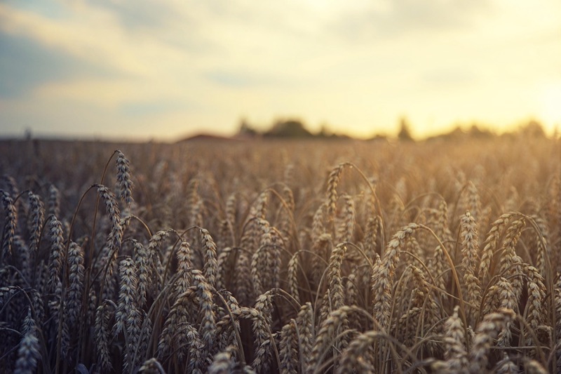 Ripe wheat field at harvest